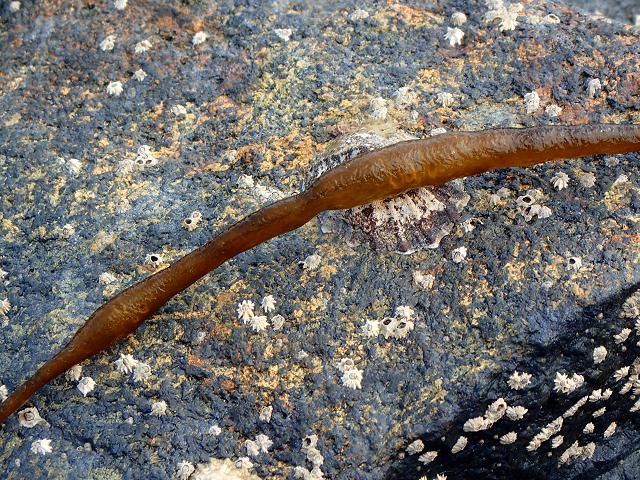 Dead Mans Rope or Sea Lace Chorda filum galled distorted spiralled growth of unknown agent Algal Gall images